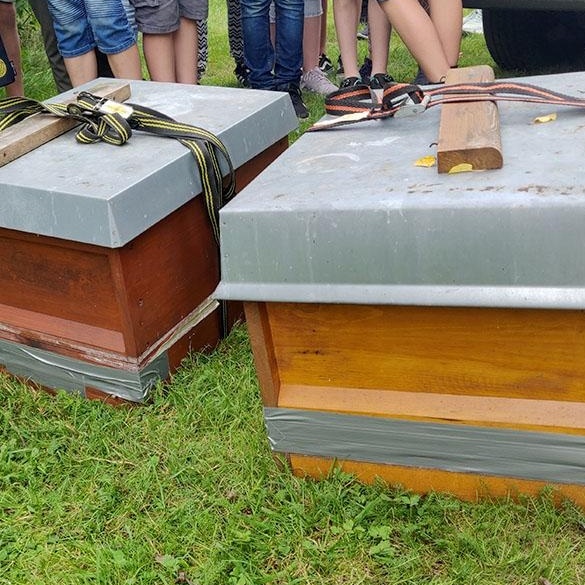 Bienen_2020