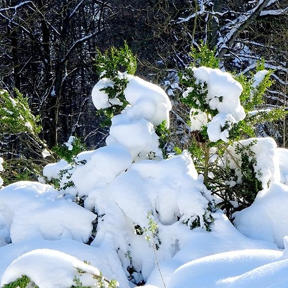 Loburg_Schnee_2021