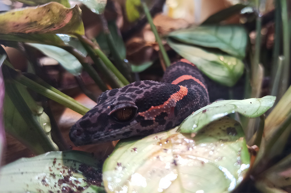 Huu-Lien-Tigergecko (3)