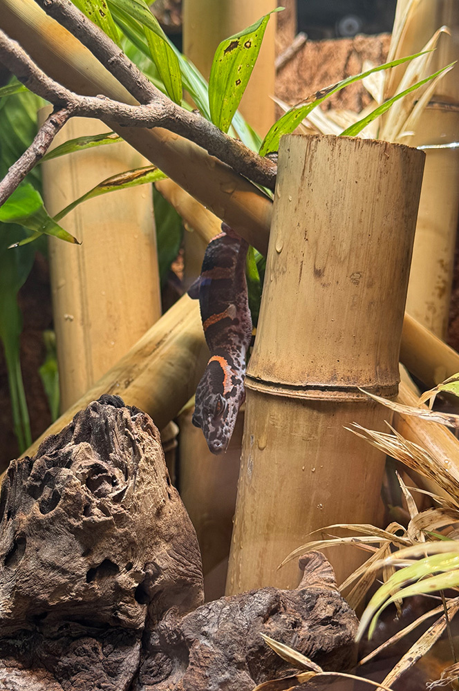 Huu-Lien-Tigergecko (1)
