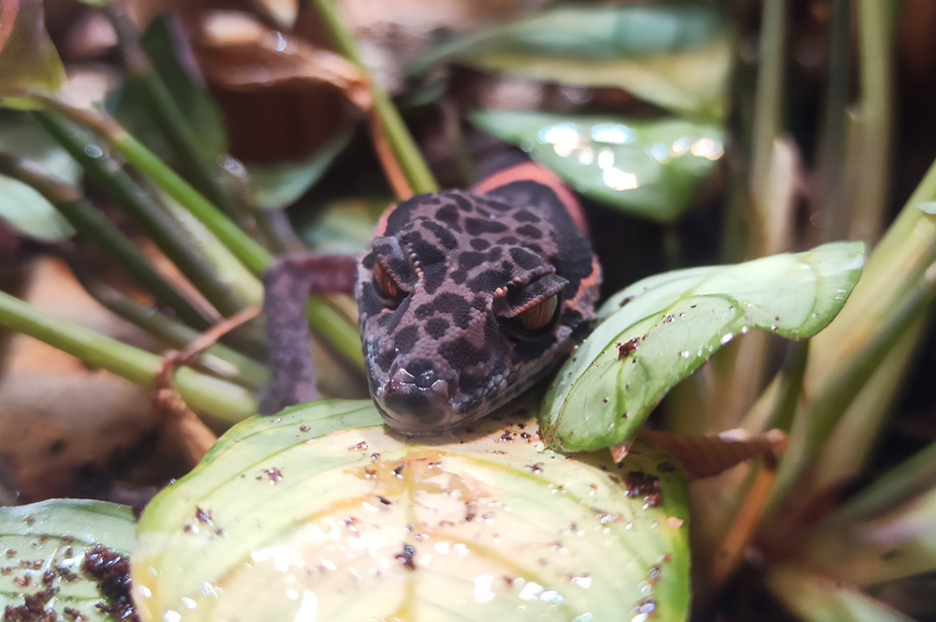 Huu-Lien-Tigergecko (2)