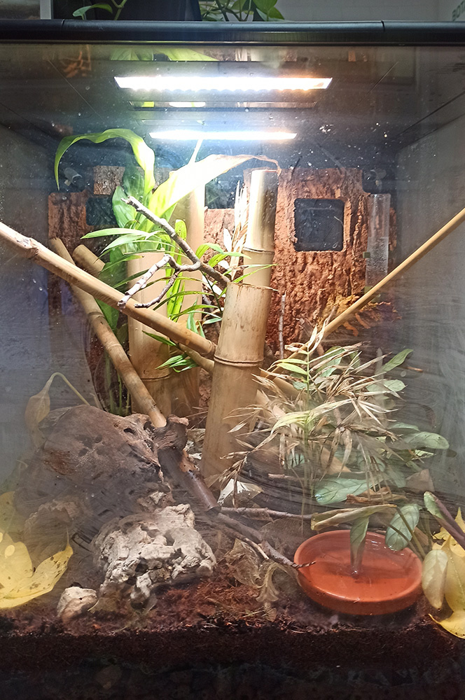 Huu-Lien-Tigergecko (4)