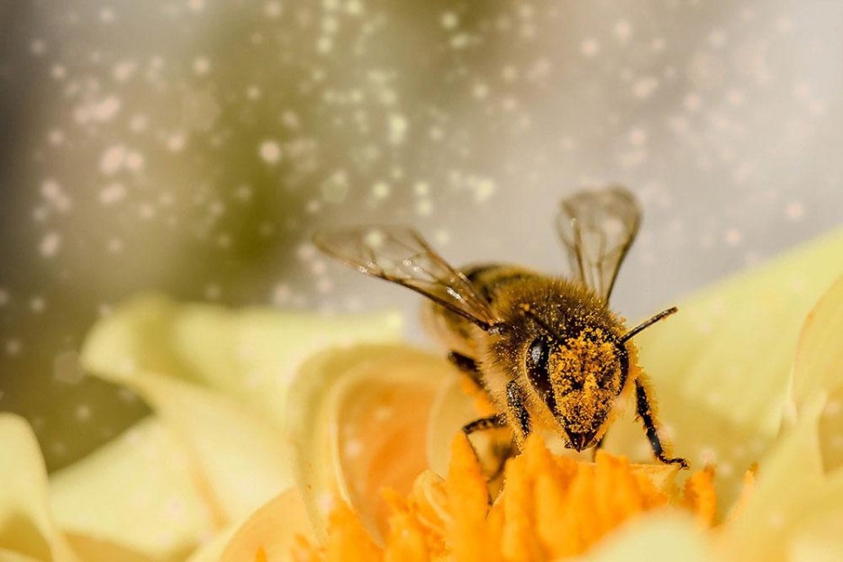 Insektenhotel1