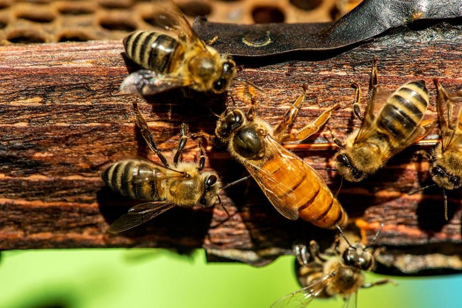Insektenhotel10