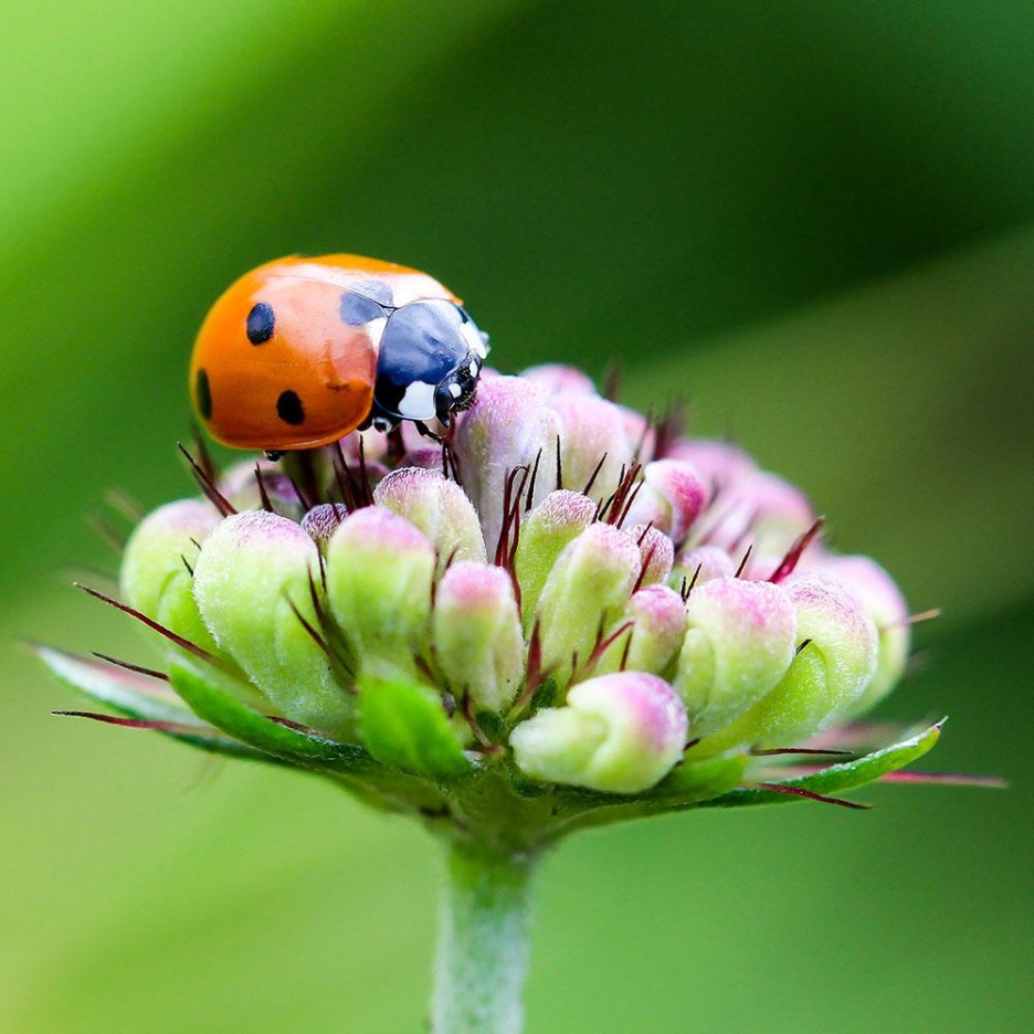 Insektenhotel8