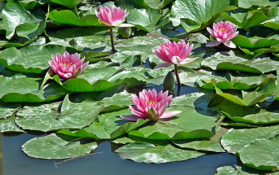 Teich7
