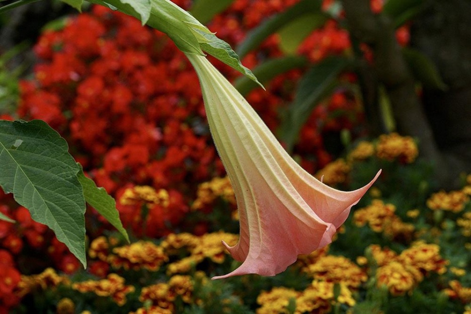 Sinnesgarten1