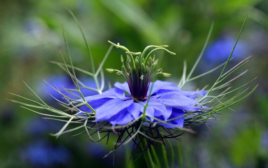 Sinnesgarten11
