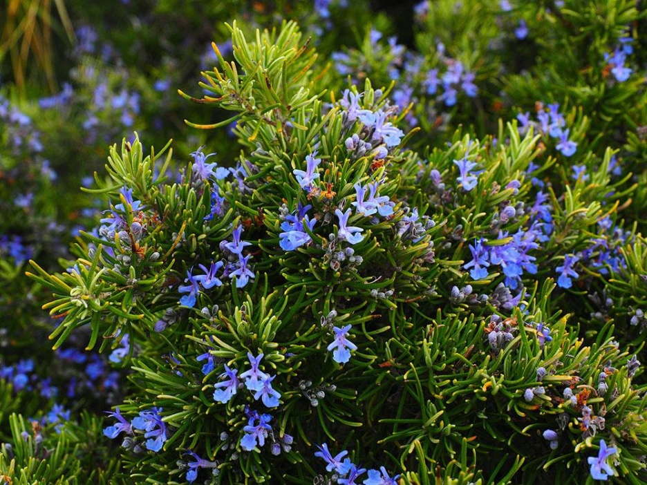 Sinnesgarten8