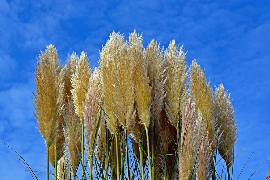 Sinnesgarten9