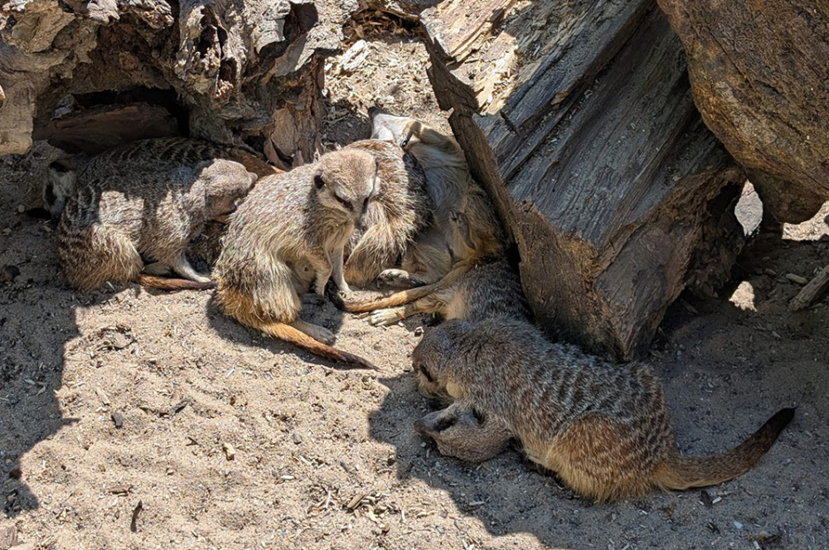 Besuch im Allwetterzoo (3)