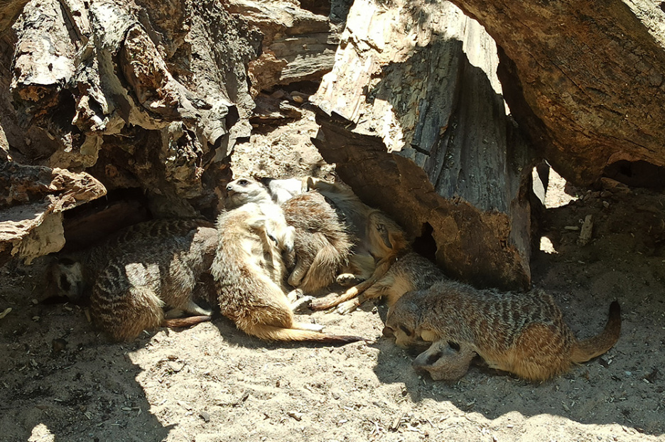 Besuch im Allwetterzoo (3)