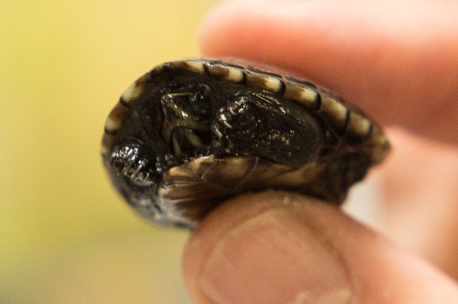Schildkröte_01
